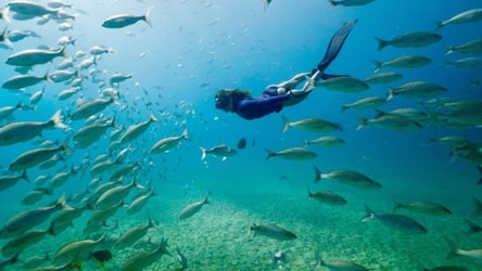Guests snorkeling in the clear waters of Chileno Bay in Los Cabos