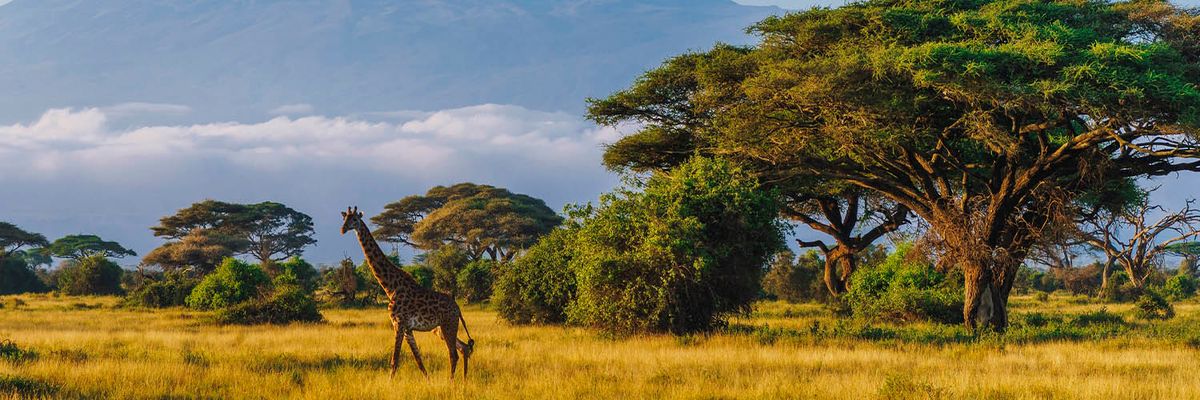 Vols de Stockholm à Kenya 