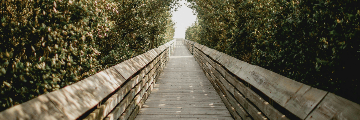 bridge surrounded by trees in Brownsville, TX