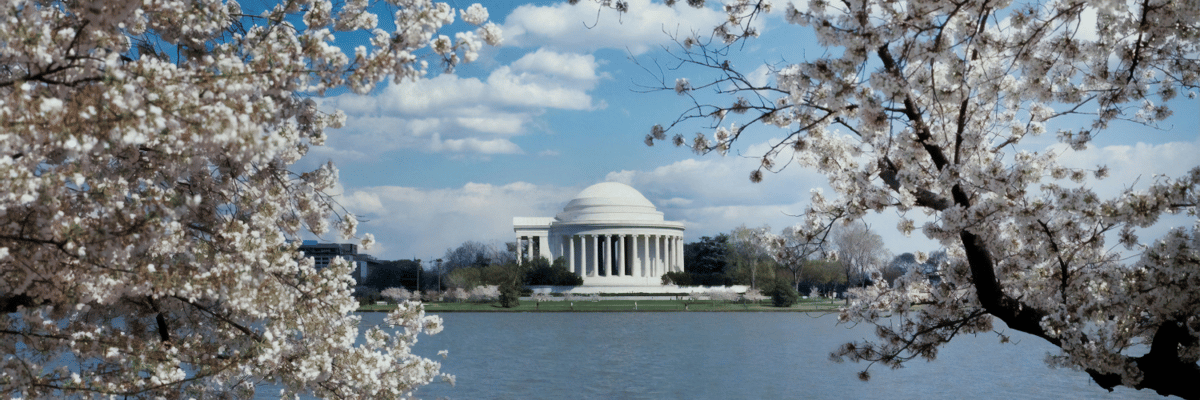 overlook of the jefferson memorial in washington dc surrounded by cherry blossoms