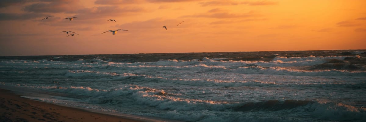 Seagulls flying above the ocean at sunrise in Ocean City, Maryland
