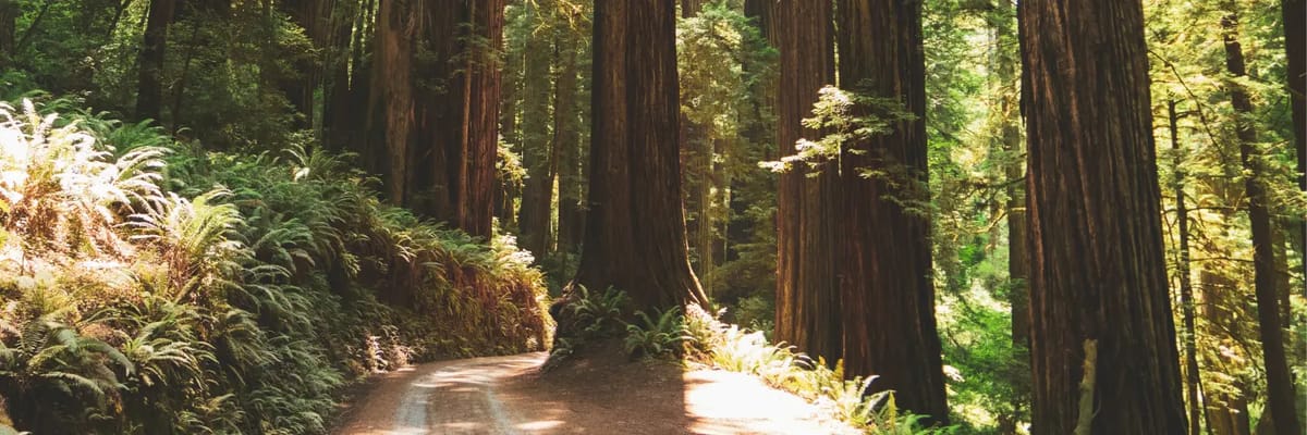 Forest trees near arcata california