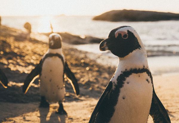 Penguins on the beach in Cape Town