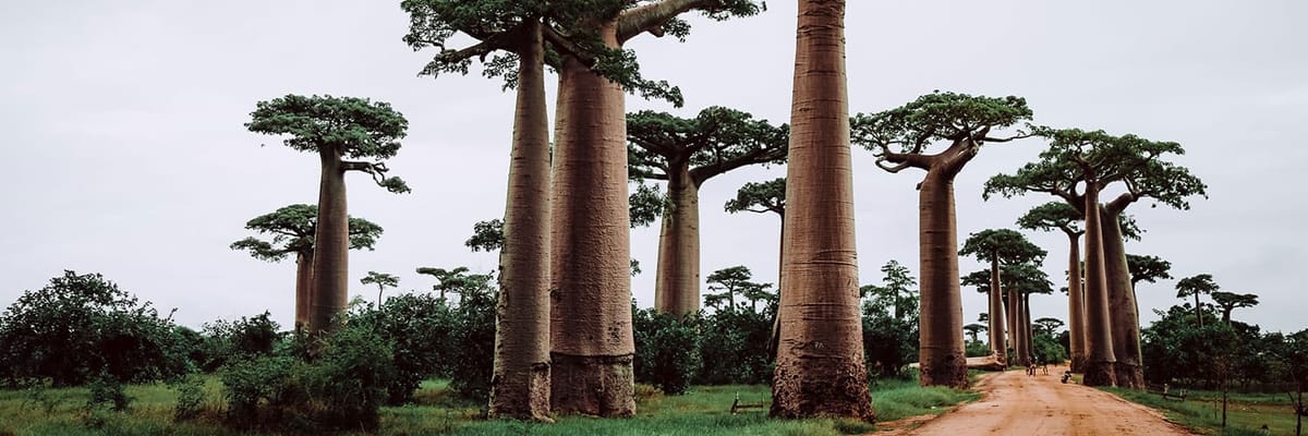 Flights from Antananarivo (TNR)