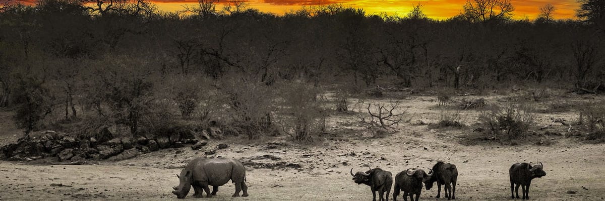 Flights from Skukuza (SZK)