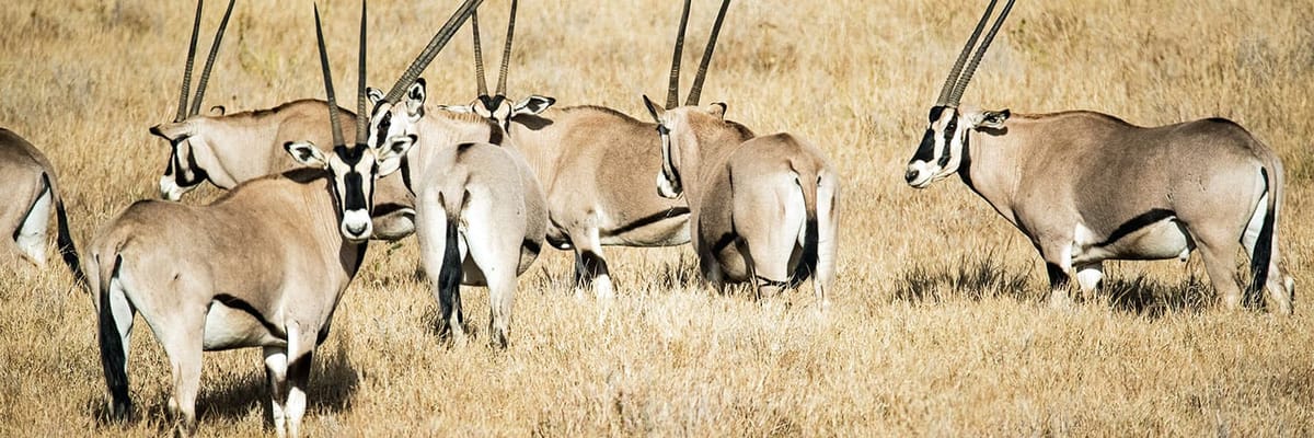 Flights from Upington (UTN)