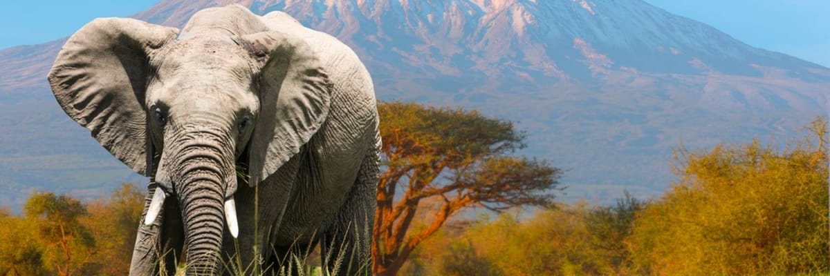 American Airlines flights to Kilimanjaro from **Flights.FromLowestPrice***