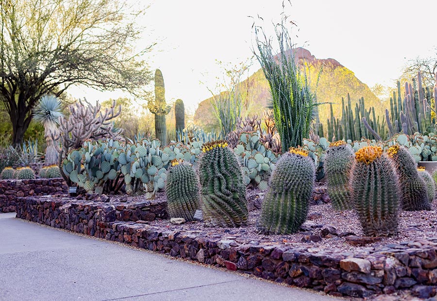 PHX