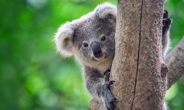 Koala Bear in a habitat in Australia.