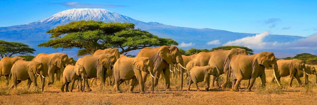 Flights to Kilimanjaro with Air India