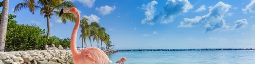 Flamenco en una playa de aguas cristalinas en Aruba. Encuentra vuelos a Aruba y disfruta de su clima tropical y playas paradisรญacas