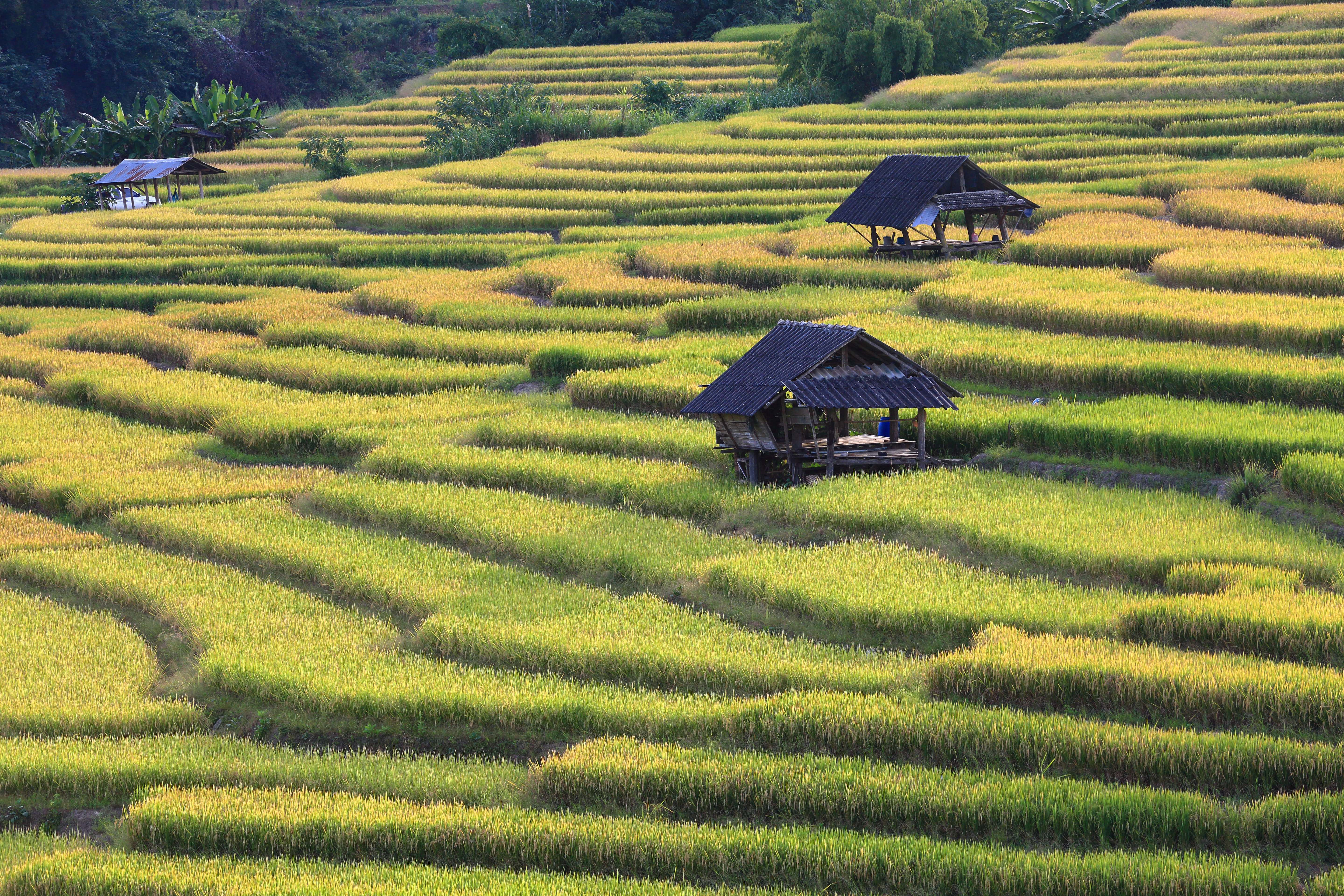 Chiang Mai