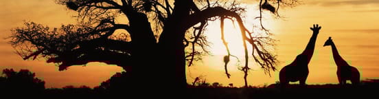 Flights to South Africa