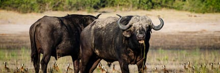 Cheap Flights to Kasane