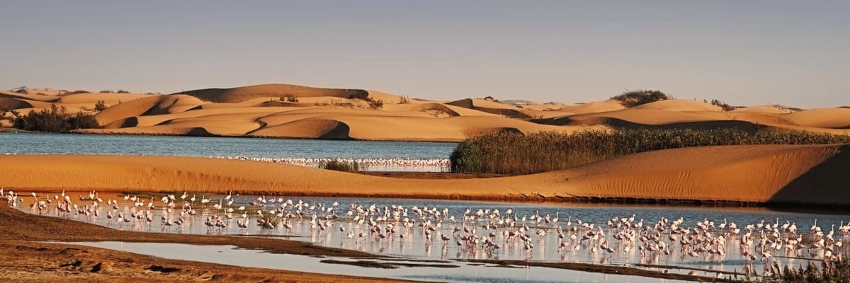 Flights to Walvis Bay {price_modifier}starting at **Flights.FromLowestPrice**