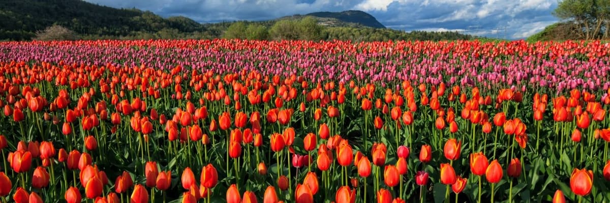 Flights from Ibiza to Abbotsford