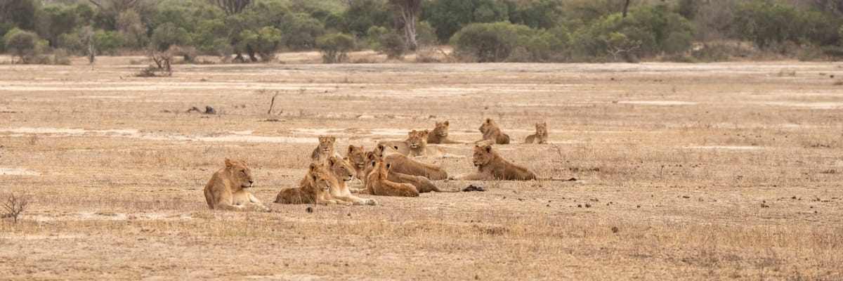 Flights from Frankfurt/Main to Skukuza