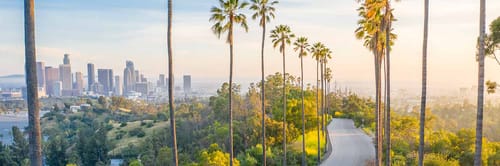 row of palm trees framing a view of downtown Los Angeles with its prominent skyscrapers