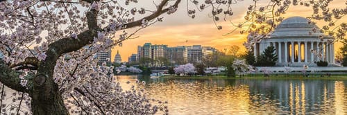 Thomas Jefferson Memorial in Washington, D.C., characterized by cherry blossoms in bloom around the Tidal Basin