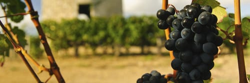 Close-up of dark grapes on the vine, with a vineyard and a building in the background