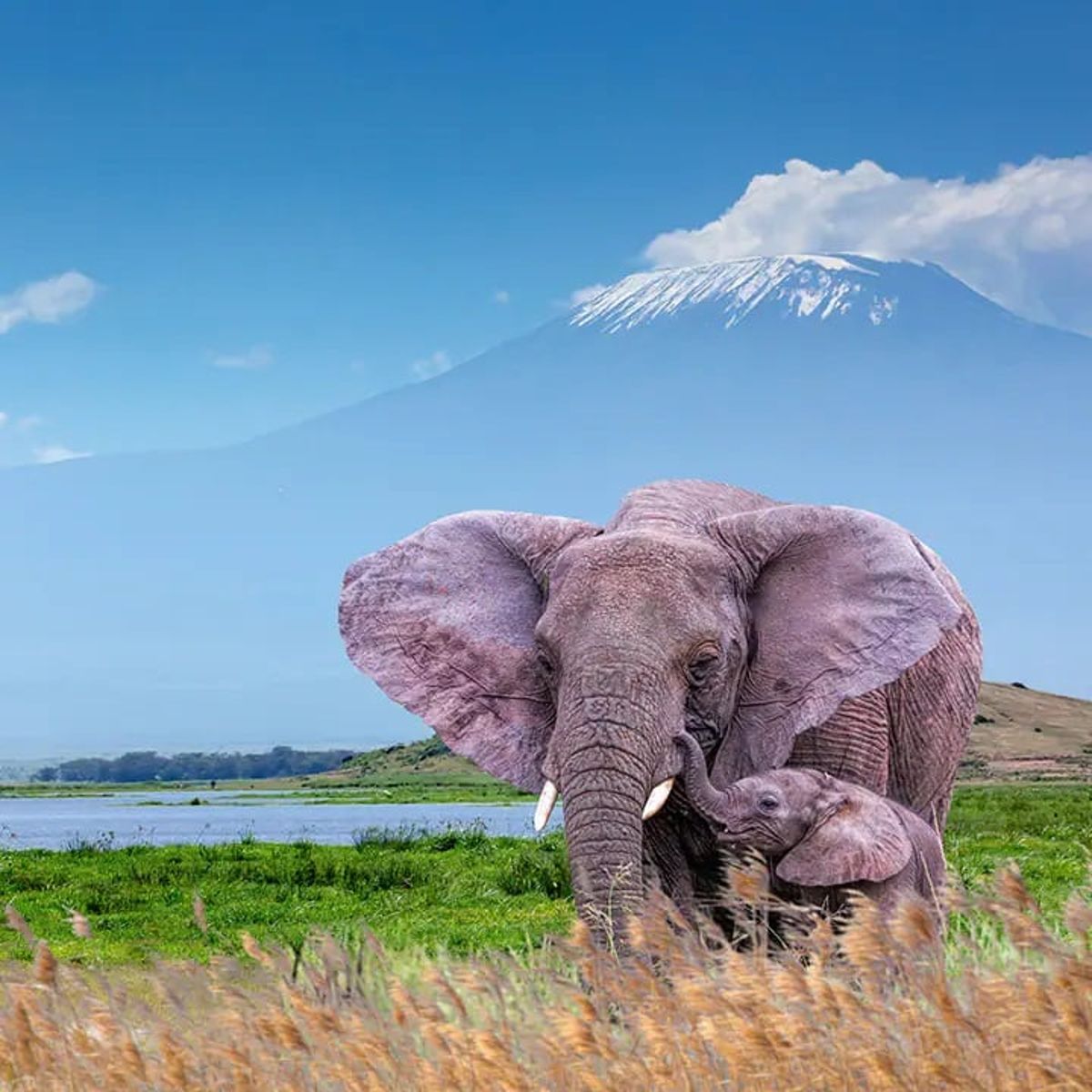 İndirimli Hindistan - Kilimanjaro Dağı (JRO) uçuşlarını bulun ve rezerve edin