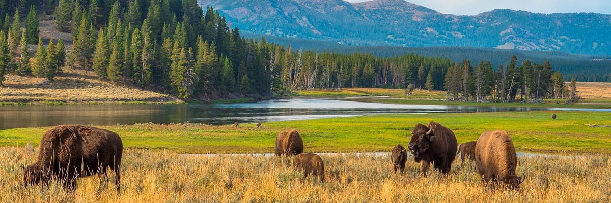 Cheap flights to Billings, MT (BIL) with Allegiant Airlines