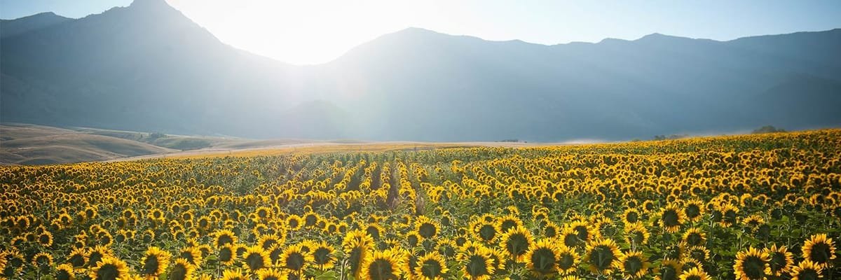 Cheap flights to Bozeman, MT (BZN) with Allegiant Airlines