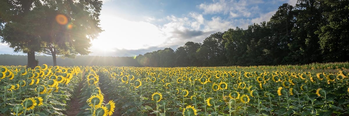 Cheap flights to Greenville, SC (GSP) with Allegiant Airlines