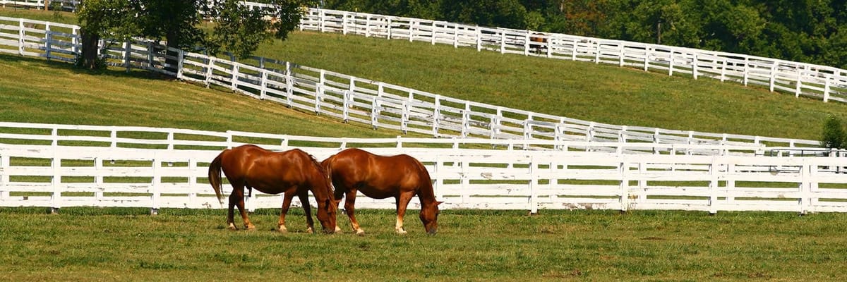 Cheap flights to Lexington, KY (LEX) with Allegiant Airlines