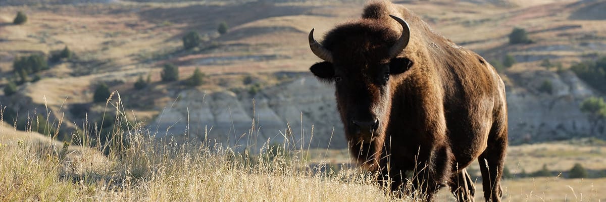 Cheap flights to Minot, ND (MOT) with Allegiant Airlines