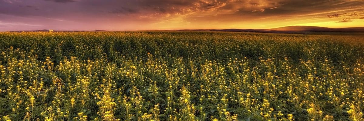 Cheap flights to Pasco, WA (PSC) with Allegiant Airlines