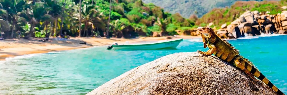 Iguana on rock in national park in Colombia