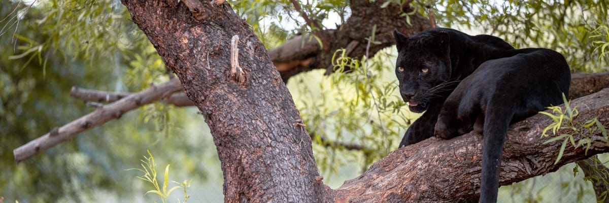 Book flights from South Africa with Air Cote d'Ivoire