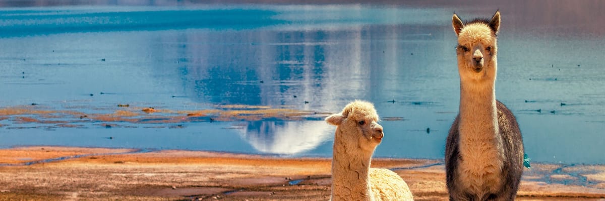 Flights from Concepción to Arica