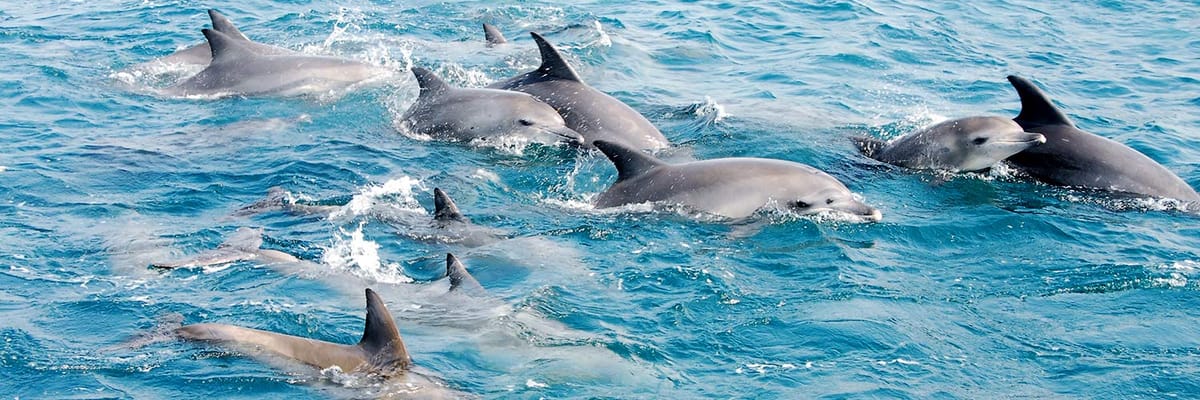 東京(成田)発天草行き。Japan Airlinesの航空券は{price_modifier} **Flights.FromLowestPrice**〜