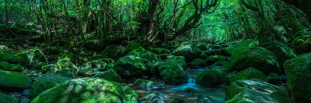 東京(成田)発屋久島行き。Japan Airlinesの航空券は{price_modifier} **Flights.FromLowestPrice**〜