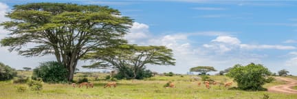 Flüge ab Seoul nach Nairobi