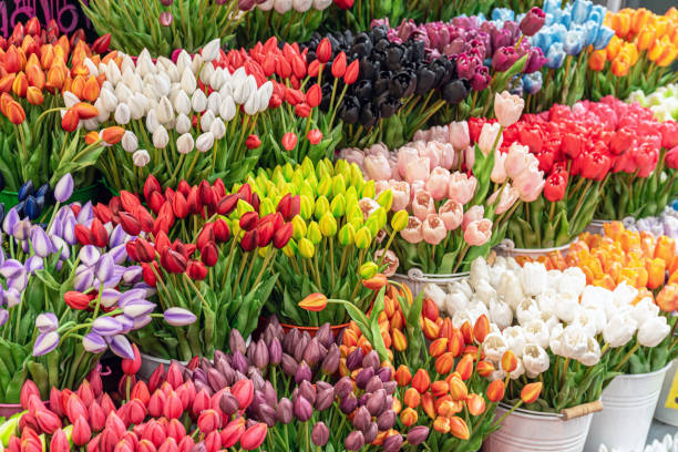 Bloemenmarkt - Amsterdam