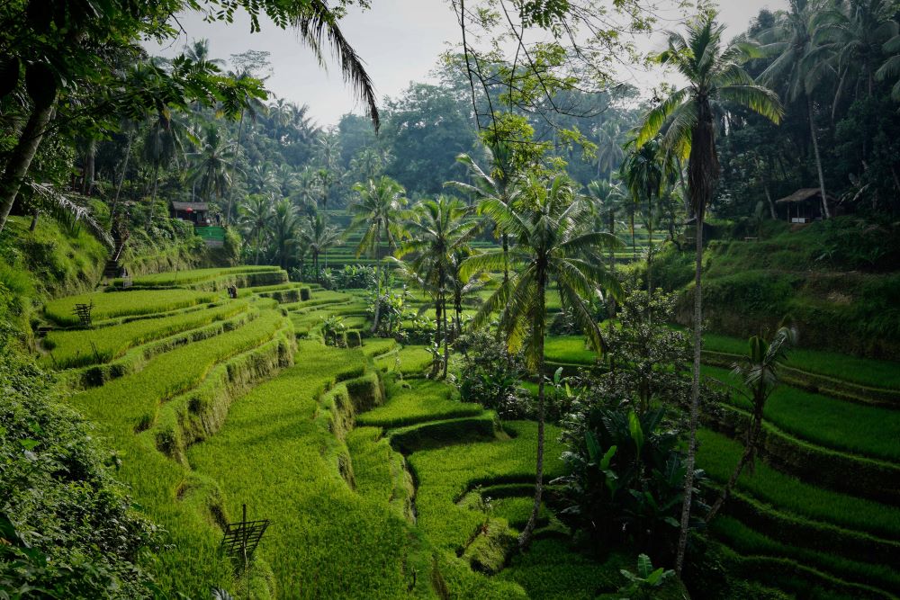 Rijstvelden (Sawa's) - Denpasar Bali