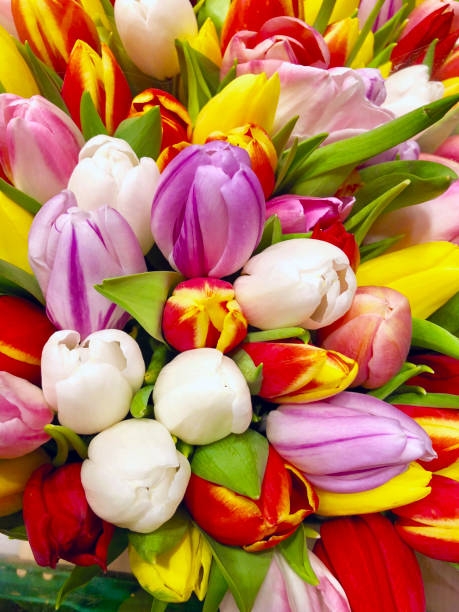 Amsterdam Tulip Museum Amsterdam