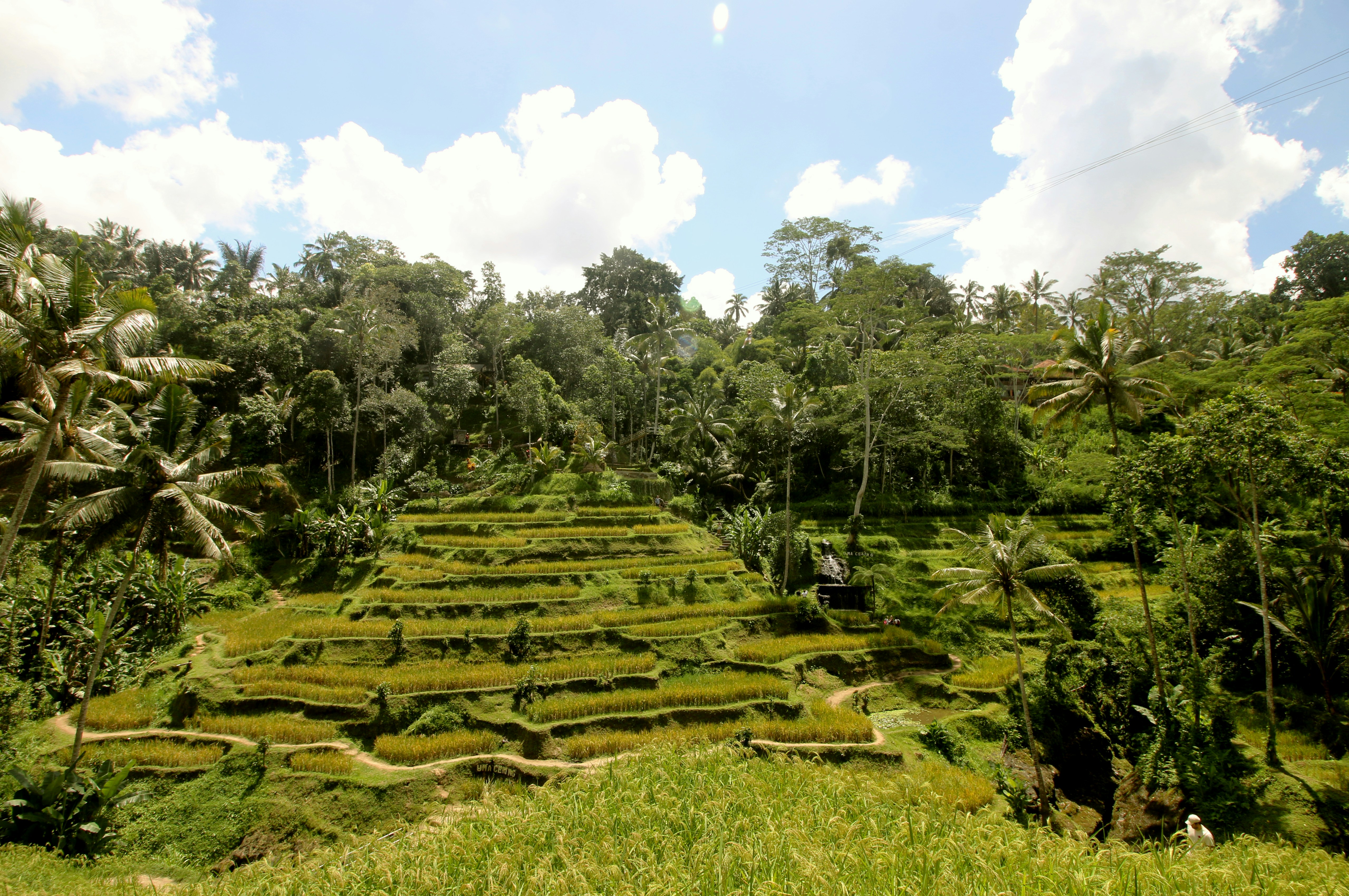 Rijstterrassen van Tegalalang - Bali