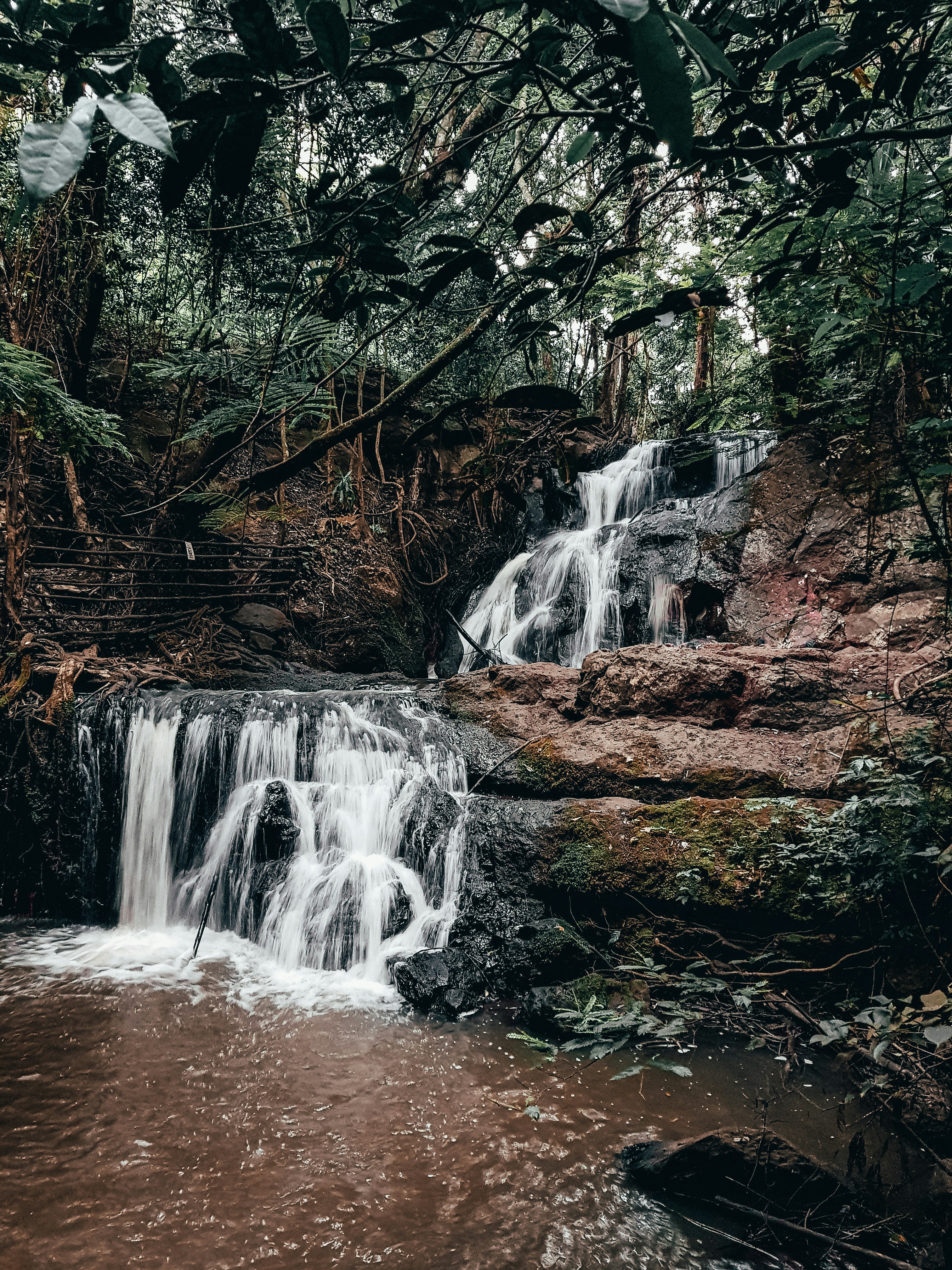 Karura Forest Nairobi