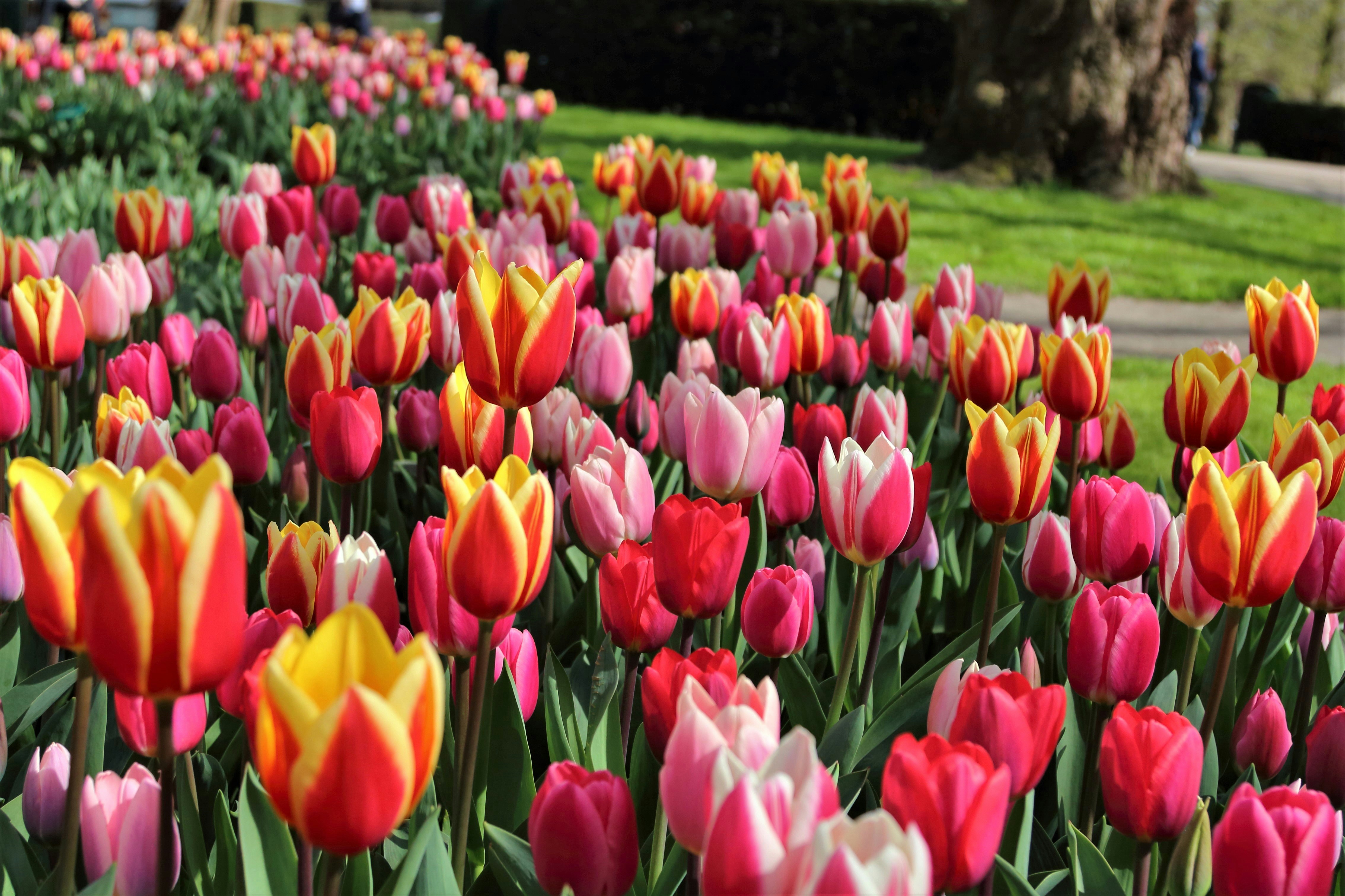 Keukenhof Amsterdam