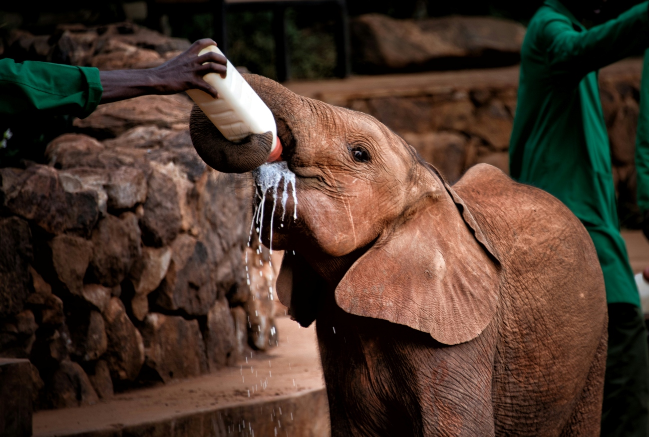 De David Sheldrick Wildlife Trust - Nairobi