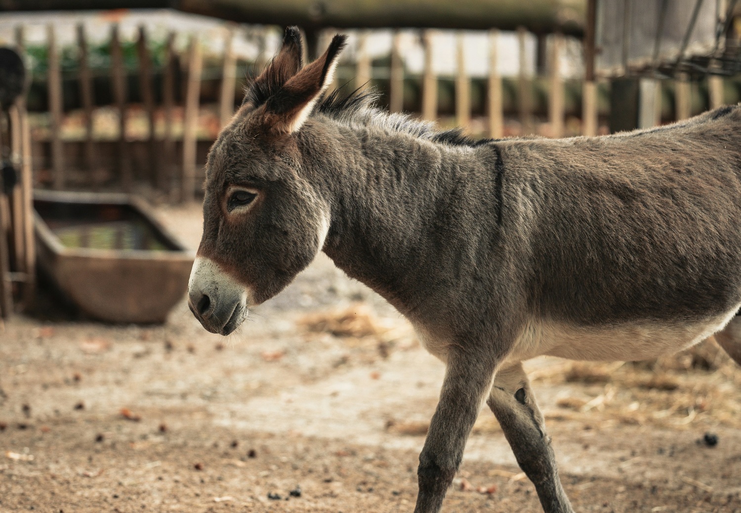 Donkey Sanctuary - Bonaire