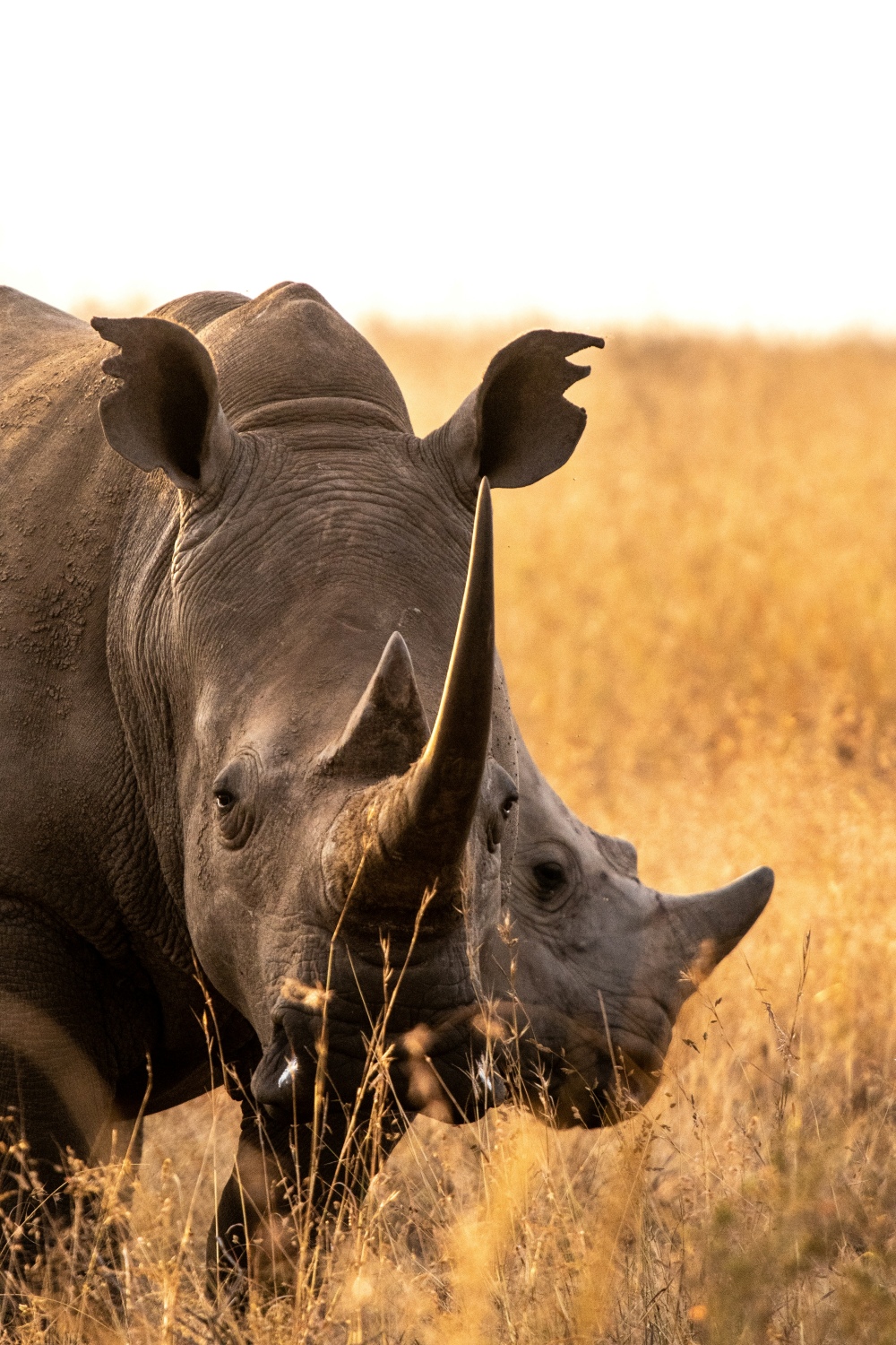 Nairobi National Park - Nairobi