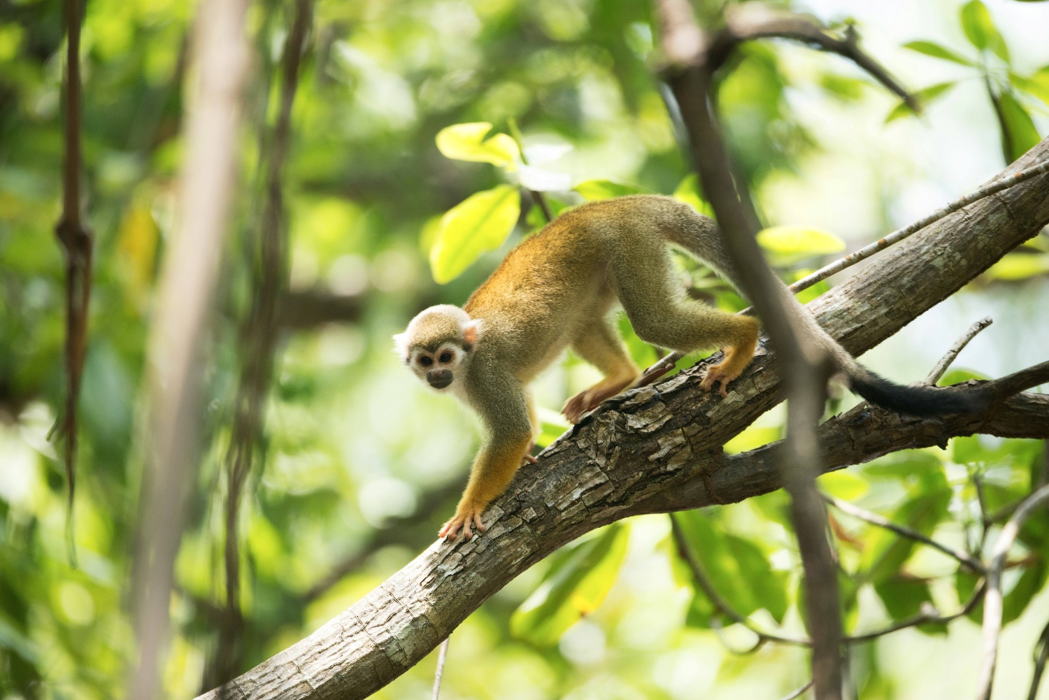 Wandelen door Natuurpark Brownsberg - Suriname