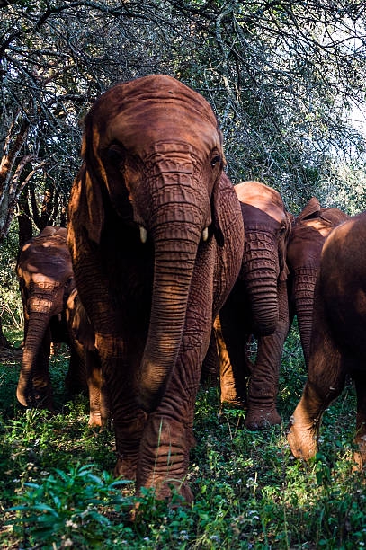 Elephant Orphanage Nairobi