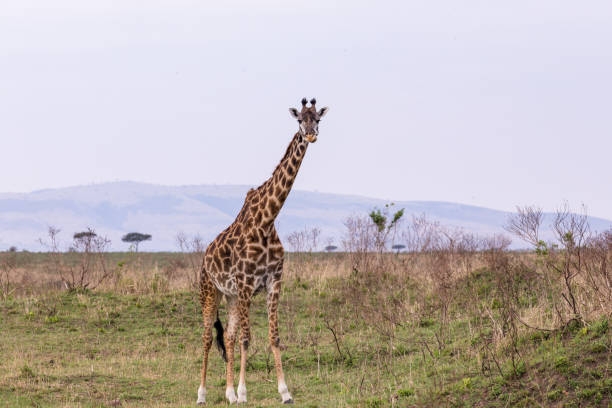 Girrafe Center Nairobi
