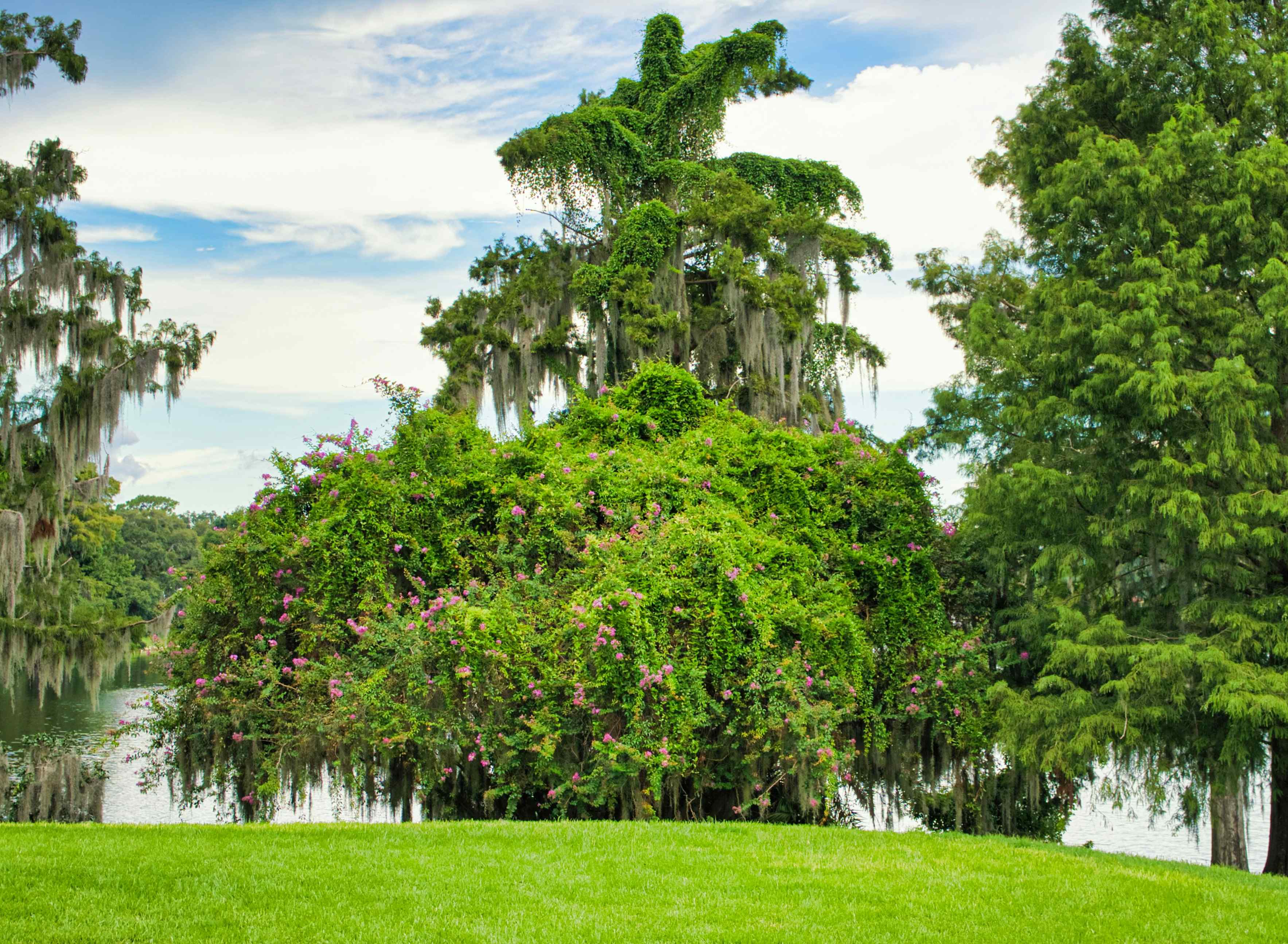 Harry P. Leu Gardens - Orlando